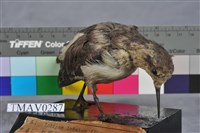 藏品(紅領瓣足鷸)的圖片